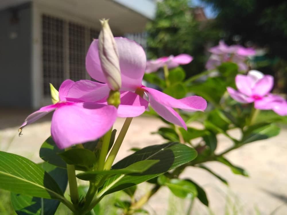 Kayangan Homestay Perlis For Mslim Only Kangar Exteriér fotografie